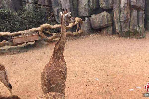 比賽場館籃球木地板多少錢合適